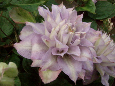 f:id:bluemoonbell:20110523054052j:image