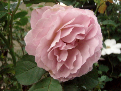 20110523054555
