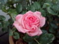 f:id:bluemoonbell:20110525163058j:image:medium:left