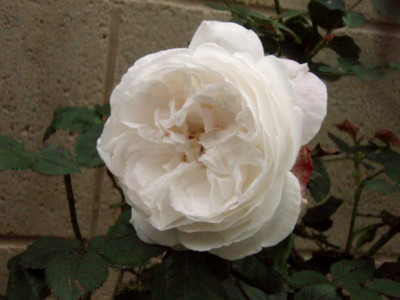 f:id:bluemoonbell:20110526171117j:image