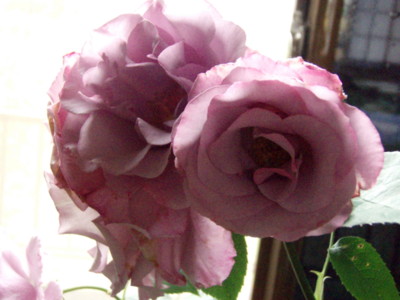 f:id:bluemoonbell:20110528071241j:image:w360:left