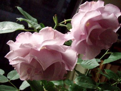 20110531071002