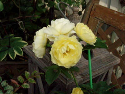 f:id:bluemoonbell:20110601061949j:image