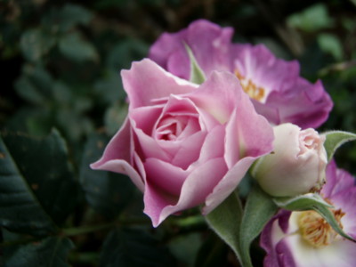 f:id:bluemoonbell:20110601062415j:image