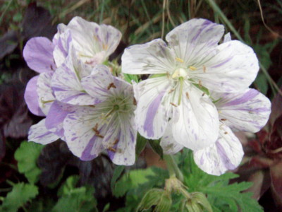 f:id:bluemoonbell:20110603145825j:image:w360:right