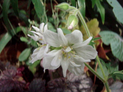 f:id:bluemoonbell:20110603145832j:image:w360:right