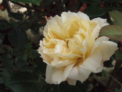 f:id:bluemoonbell:20110605060549j:image