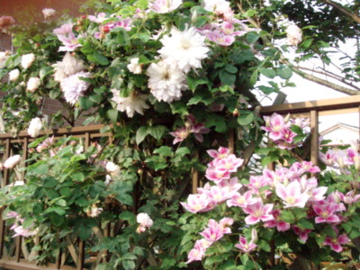 f:id:bluemoonbell:20110605062209j:image:w360:left