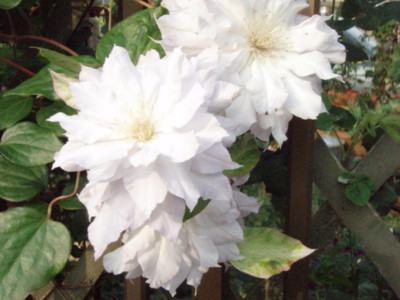 f:id:bluemoonbell:20110605062236j:image