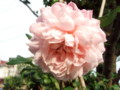 f:id:bluemoonbell:20110605062407j:image:medium:left