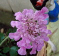 f:id:bluemoonbell:20110606052308j:image:medium:left f:id:bluemoonbell:20110606052308j:image:medium:left
