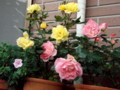 f:id:bluemoonbell:20110606052412j:image:medium:left