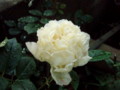 f:id:bluemoonbell:20110606052445j:image:medium:right