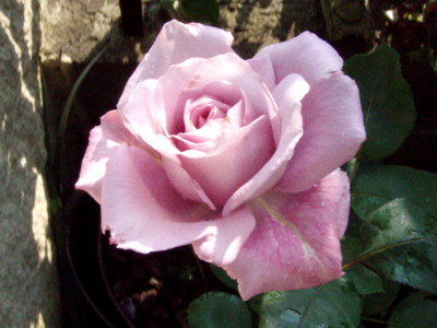 f:id:bluemoonbell:20110606063956j:image
