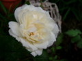 f:id:bluemoonbell:20110609062117j:image:medium:left