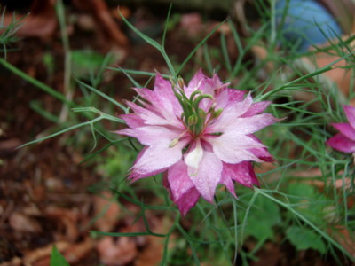 f:id:bluemoonbell:20110609062208j:image:w360:right f:id:bluemoonbell:20110609062208j:image:w360:right