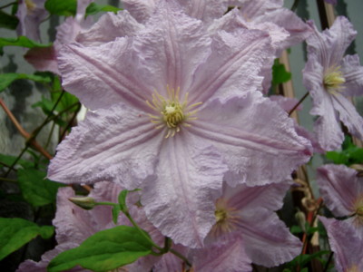 f:id:bluemoonbell:20110609062338j:image