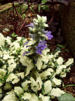 f:id:bluemoonbell:20110610101020j:image f:id:bluemoonbell:20110610101020j:image
