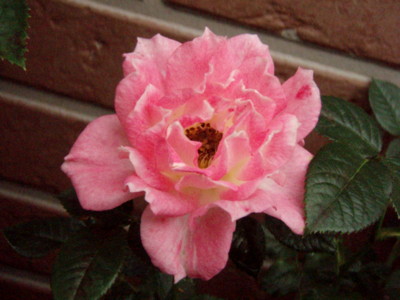f:id:bluemoonbell:20110610101046j:image:w360