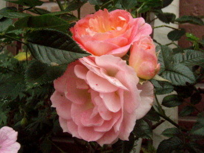f:id:bluemoonbell:20110610101110j:image:w360:left