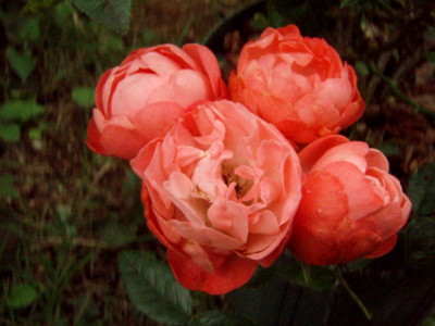 f:id:bluemoonbell:20110610101237j:image