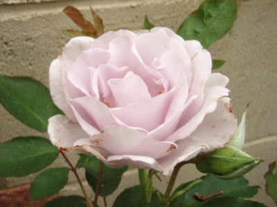 f:id:bluemoonbell:20110610101316j:image