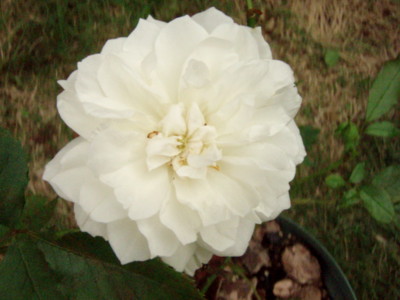 f:id:bluemoonbell:20110610101429j:image