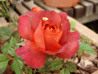 f:id:bluemoonbell:20110610101448j:image