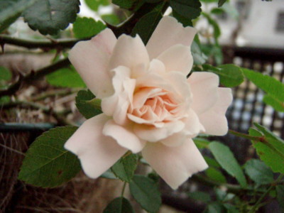 f:id:bluemoonbell:20110612171936j:image