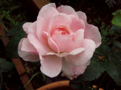 f:id:bluemoonbell:20110612172050j:image