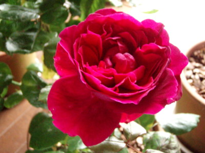 f:id:bluemoonbell:20110615051753j:image