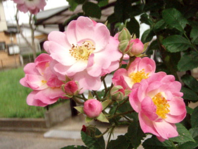 f:id:bluemoonbell:20110615071903j:image