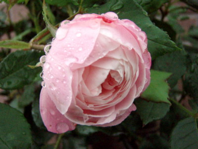 f:id:bluemoonbell:20110617063638j:image