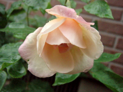f:id:bluemoonbell:20110617063654j:image