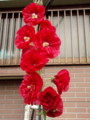 f:id:bluemoonbell:20110620052959j:image:medium:left