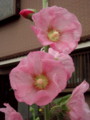 f:id:bluemoonbell:20110620053020j:image:medium:left