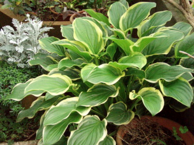 f:id:bluemoonbell:20110620053127j:image
