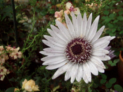 f:id:bluemoonbell:20110620053204j:image