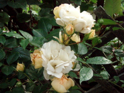 20110625053857
