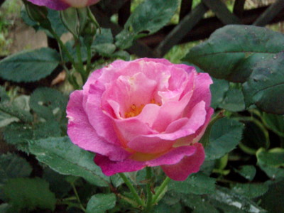 f:id:bluemoonbell:20110625053909j:image