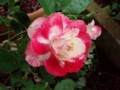 f:id:bluemoonbell:20110625053953j:image:medium:left