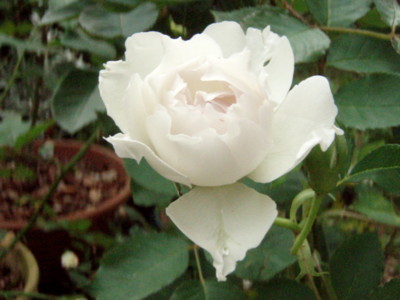 f:id:bluemoonbell:20110627124317j:image