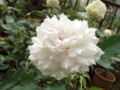 f:id:bluemoonbell:20110627124327j:image:medium:left