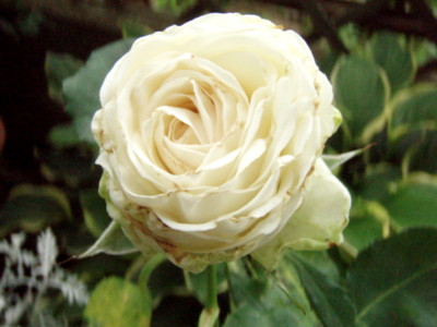 f:id:bluemoonbell:20110627124355j:image