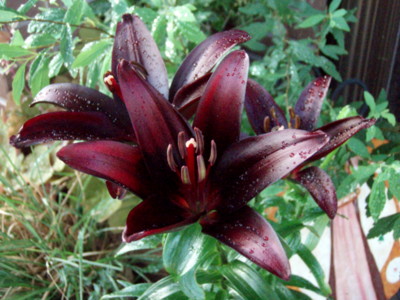 f:id:bluemoonbell:20110629051830j:image
