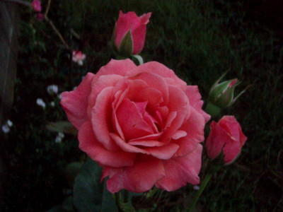 f:id:bluemoonbell:20110629052254j:image