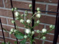 f:id:bluemoonbell:20110629052622j:image:medium:left