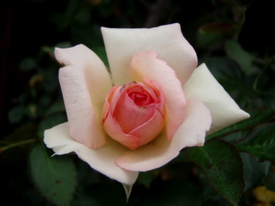 20110703074611