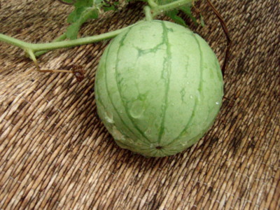 20110822082942
