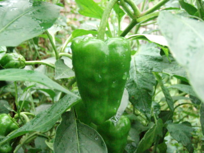 20110822083109